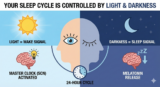 Your Sleep Cycle Is Controlled by Light and Darkness